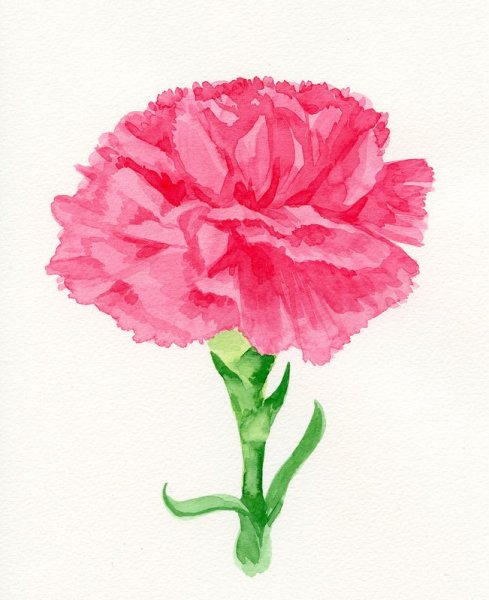 Гвоздика красками