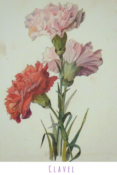 Гвоздика акварелью