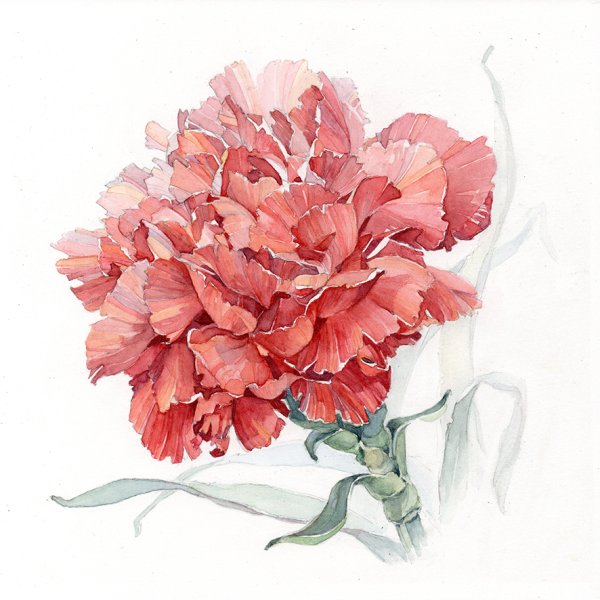 Гвоздики акварелью Андрияка