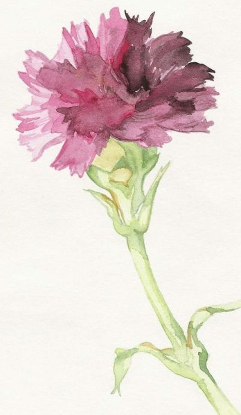 Гвоздика гуашью