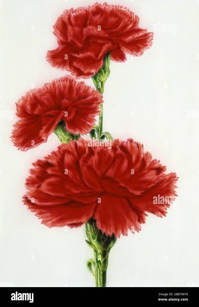 Гвоздики акрилом