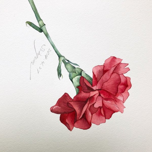 Гвоздики акварелью