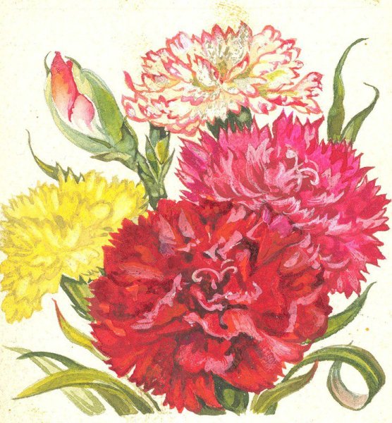 Хризантема, гвоздика. Пион