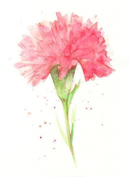 Гвоздика акварелью
