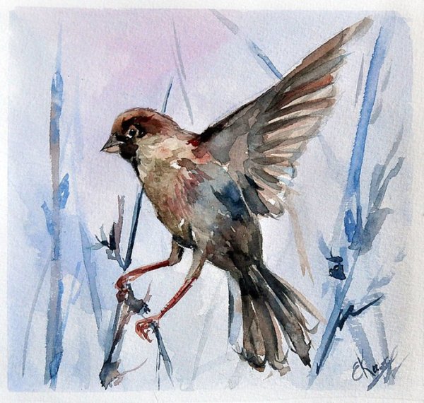Этюды птиц акварелью