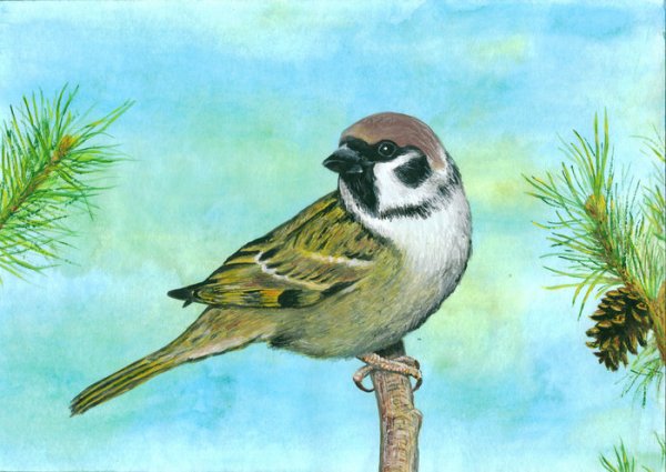 Птицы акварель Воробей