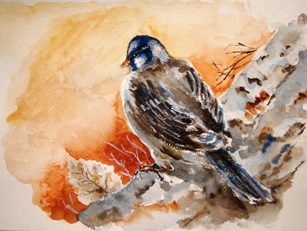 Воробей акварелью