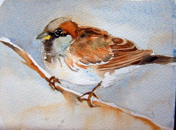 Рисуем воробушку акварелью