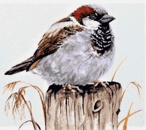 Акварельная живопись Ольги Шипилиной