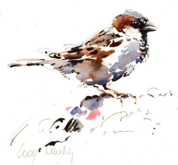 Анастасия Беседина художник акварель птицы иллюстрации