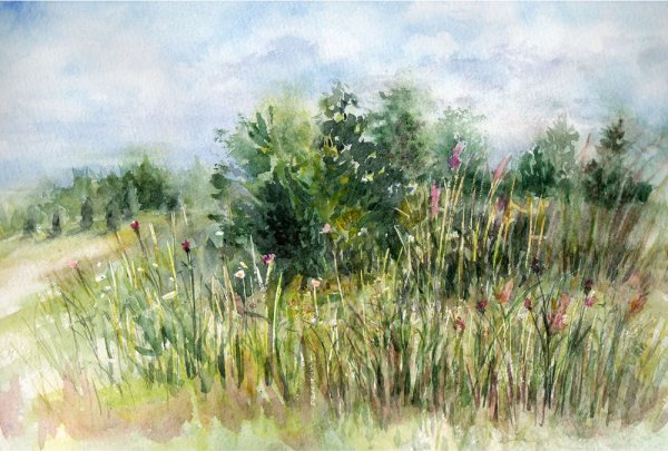 Этюды цветов и трав акварелью