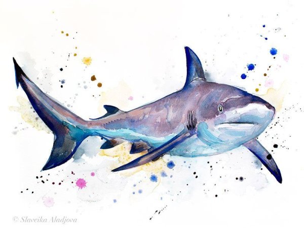 Акула рисунок