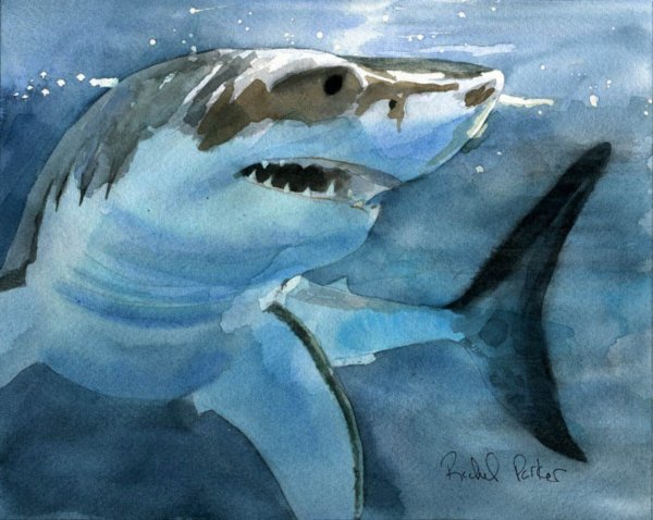 Акула акварелью