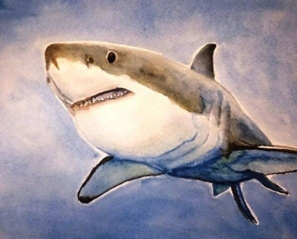 Акула гуашью