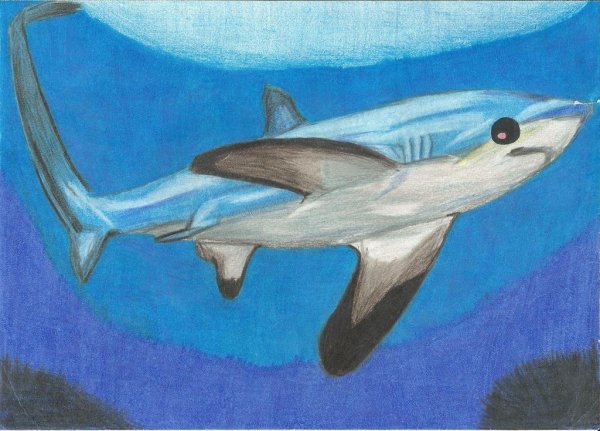 Акула гуашью