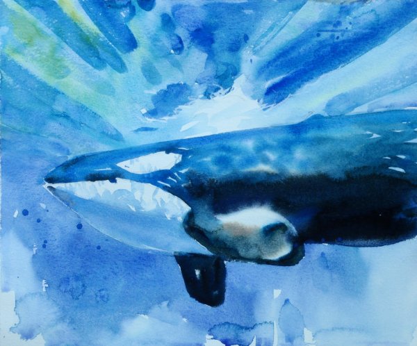 Рисование акул акварелью и акрилом