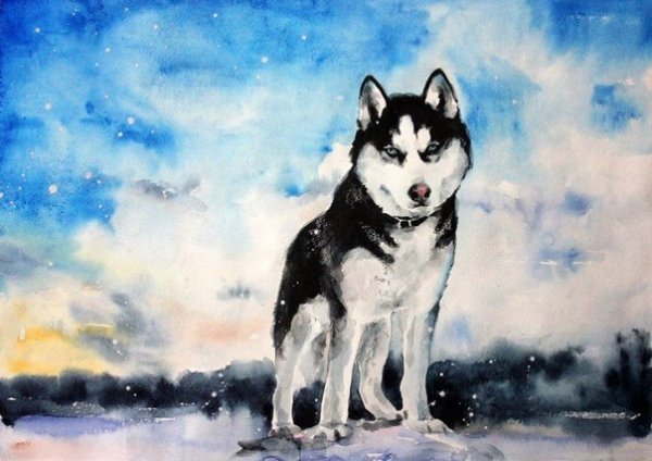 Хаски рисунок акварелью