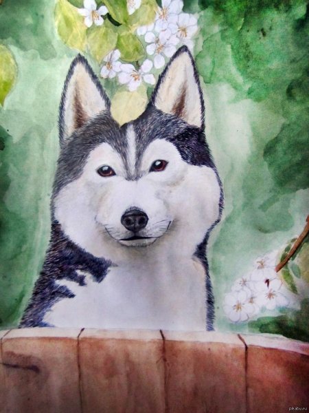 Хаски рисунок