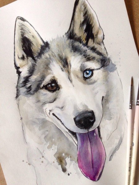 Собака хаски акварель