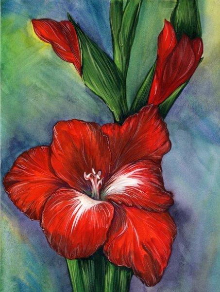 Гладиолус цветными карандашами