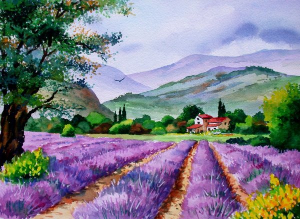 Художник Sung Kim Лавандовые поля