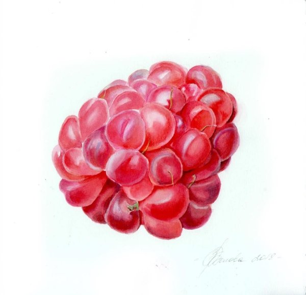Малинка акварель