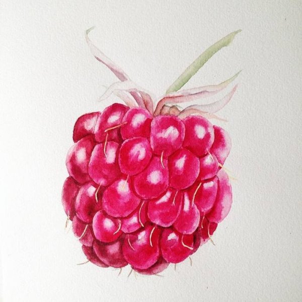 Малина акварель