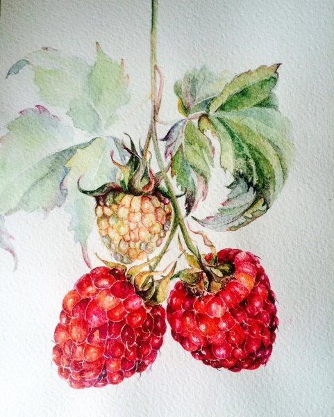 Рисование ягоды
