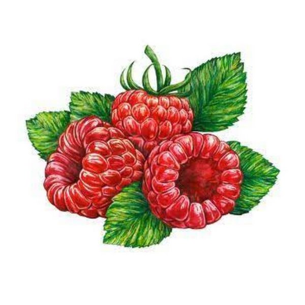 Рисование ягоды