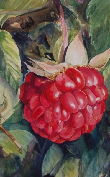 Малина акварель