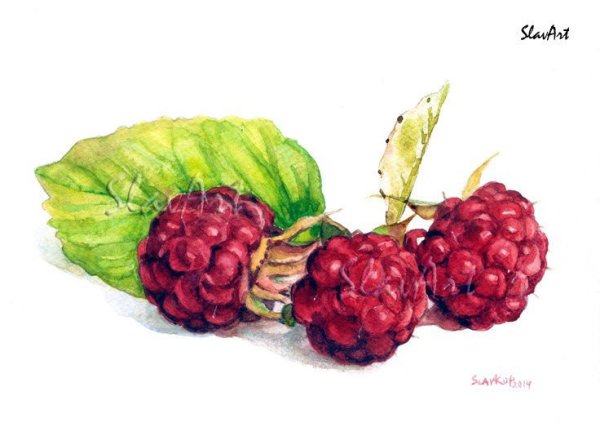 Малина Акварельная иллюстрация