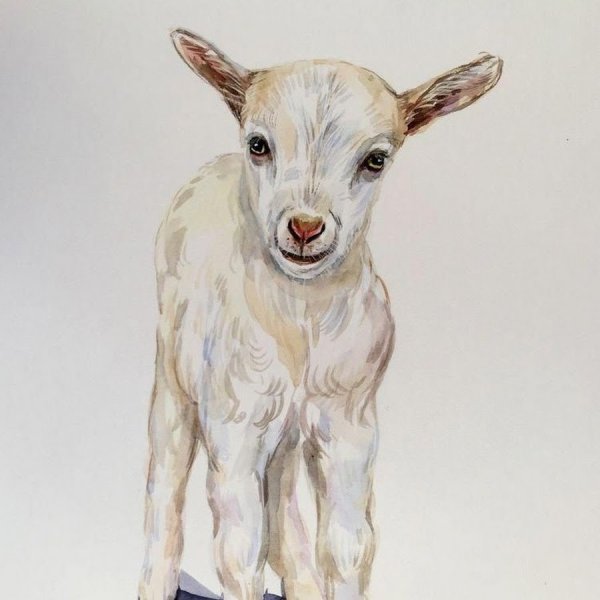 Рисование козленок