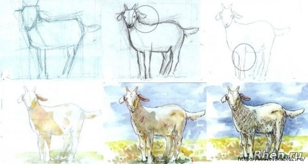 Коза поэтапно