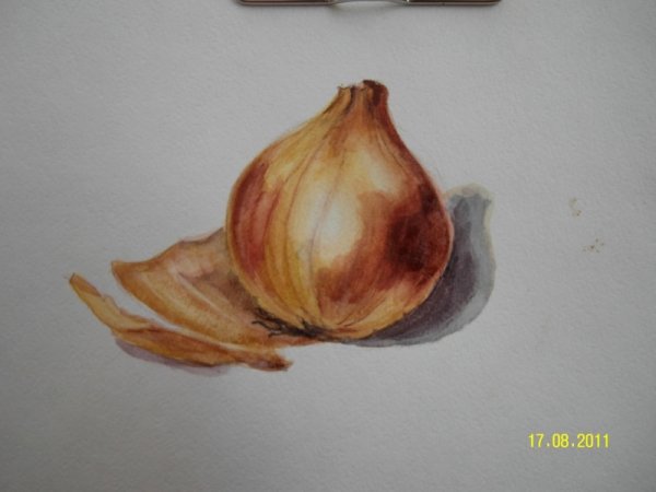 Лук репчатый акварель