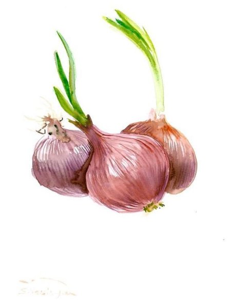 Лук репчатый акварель