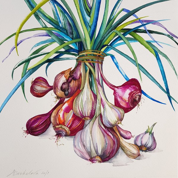 Луковица Этюд акварелью
