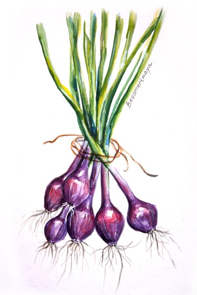 Луковица акварелью