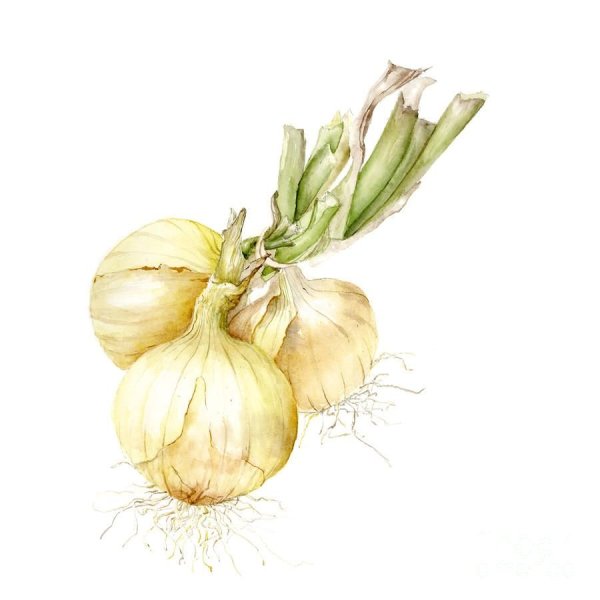 Лук акварелью