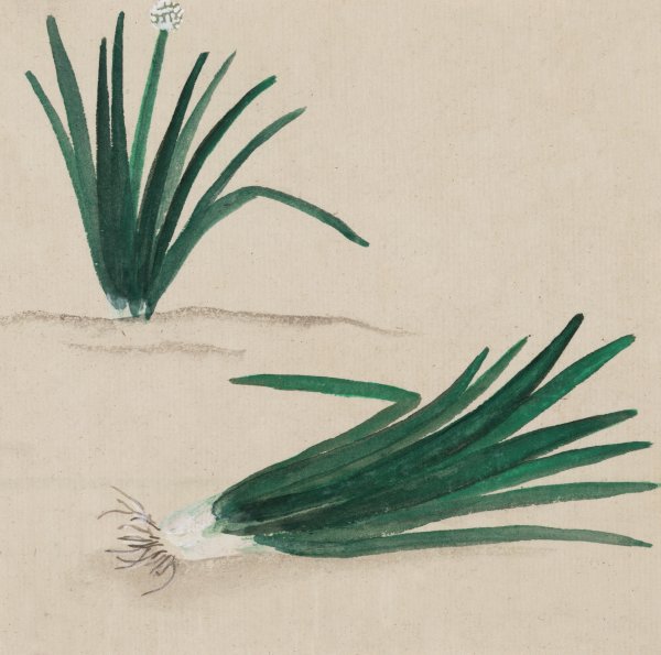 Зеленый лук акварель