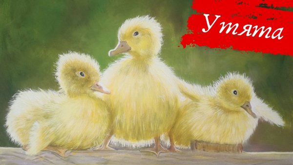 Утята Рисованные