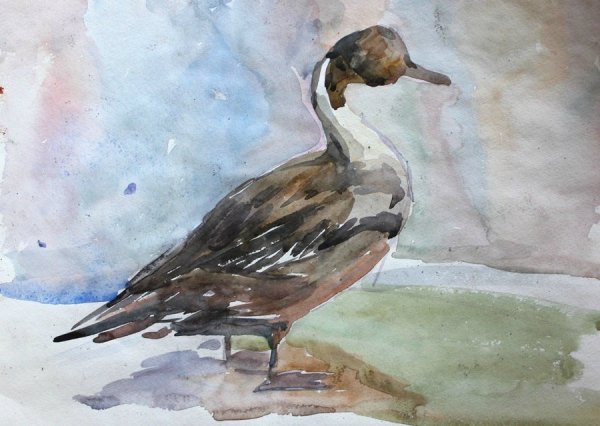 Этюд селезня гуашью