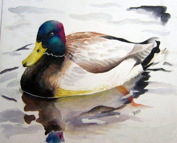 Селезень акварелью