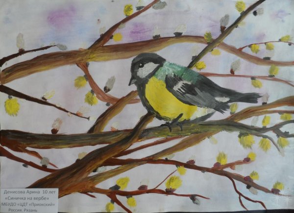 Рисование синица старшая группа