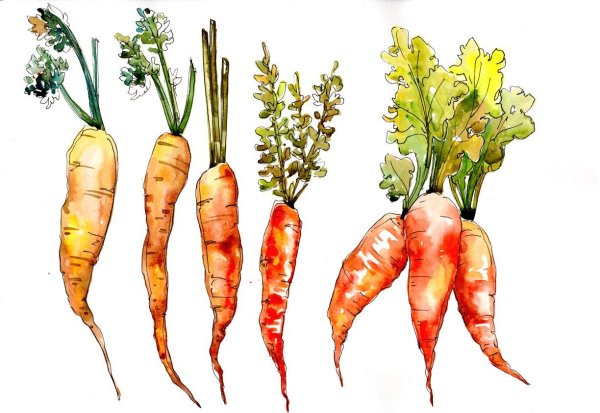 Овощи акварелью морковь