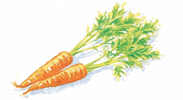 Морковка красками