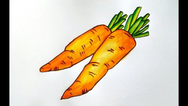Морковь для рисования