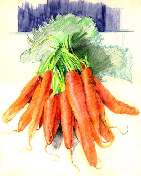 Морковь рисунок гуашью
