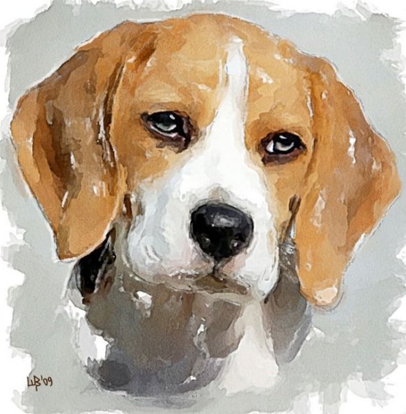 Собака акварелью Бигль