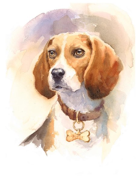 Бигль гуашью