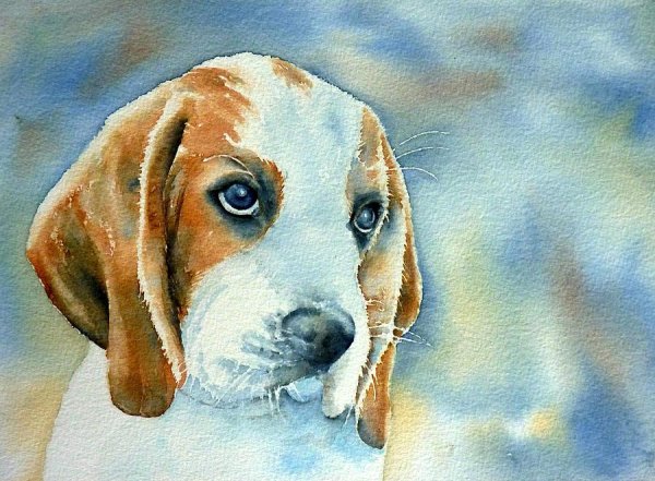 Собака акварелью Бигль